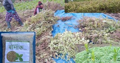 सिलाम खेतीमा व्यवसायीक बन्दै माङसेबुङ
