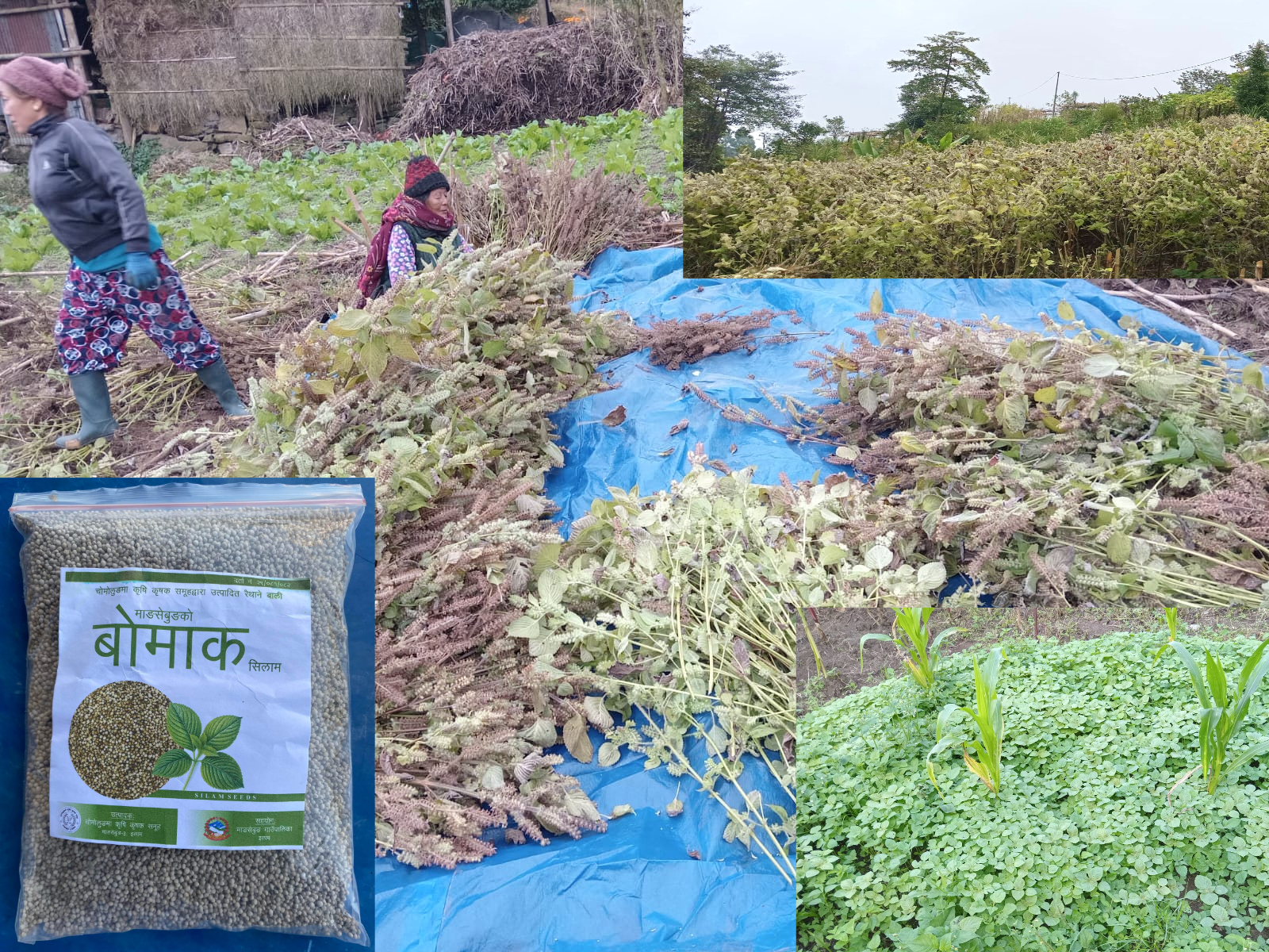 सिलाम खेतीमा व्यवसायीक बन्दै माङसेबुङ
