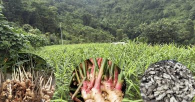 माङसेबुङमा अदुवा खेतीको सान्दर्भिकता